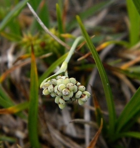 Carex bicolor All. {F 3364}