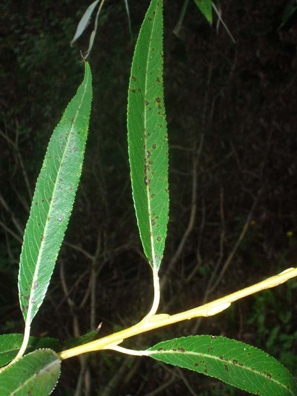 Salix fragilis L. 0560.jpg