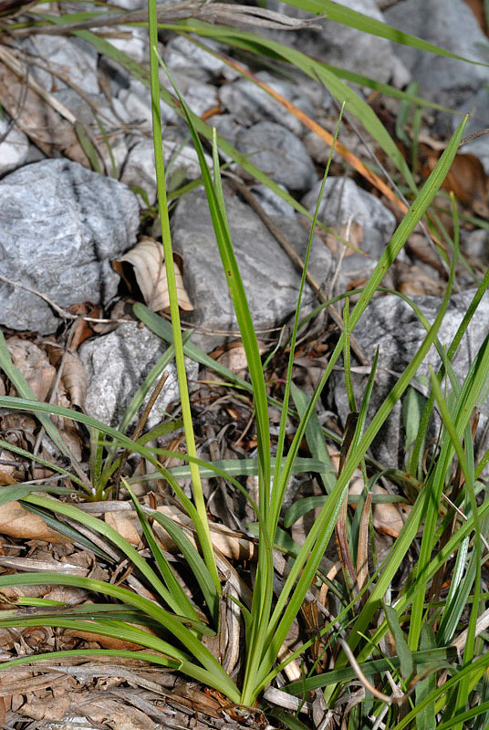Carex_baldensis_06.jpg