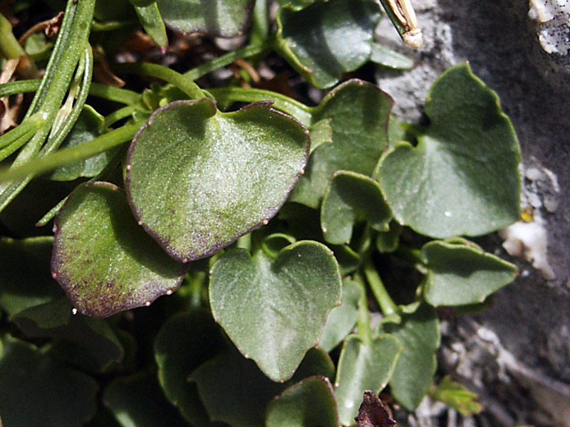 campanula-tanfanii-foglie-basali.jpg