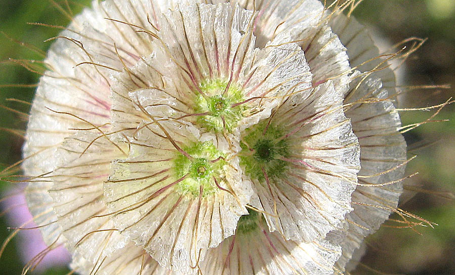 Lomelosia_crenata_ssp_pseudisetensis_10_07_2010_Fardella10.jpg
