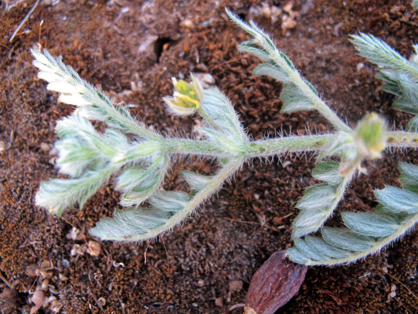 Tribulus terrestris L.- Zygophyllaceae - Tribolo comune (3)-1.jpg