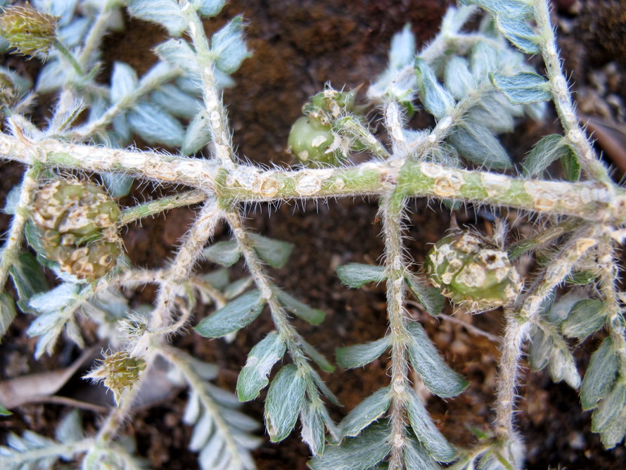 Tribulus terrestris L.- Zygophyllaceae - Tribolo comune (4)-1.jpg