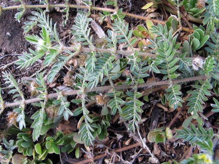 Tribulus terrestris L.- Zygophyllaceae - Tribolo comune (6).JPG