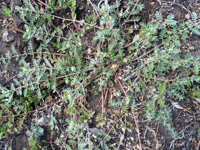 Tribulus terrestris L.- Zygophyllaceae - Tribolo comune (7).JPG