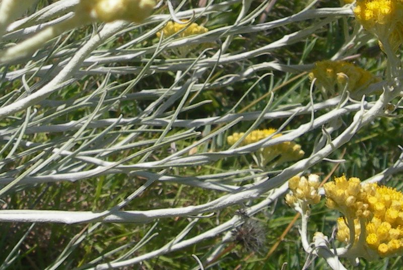 Helichrysum rupestre.JPG