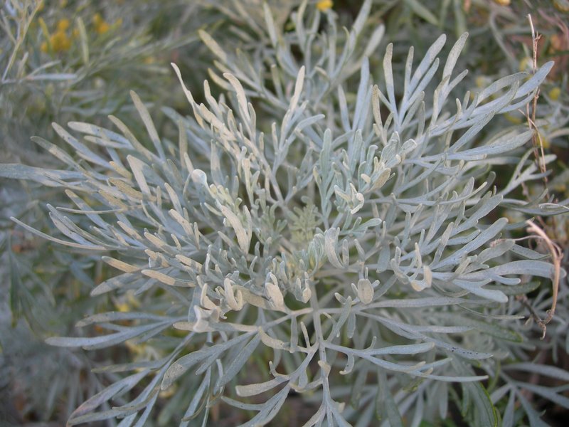 Artemisia arborescens-3.JPG
