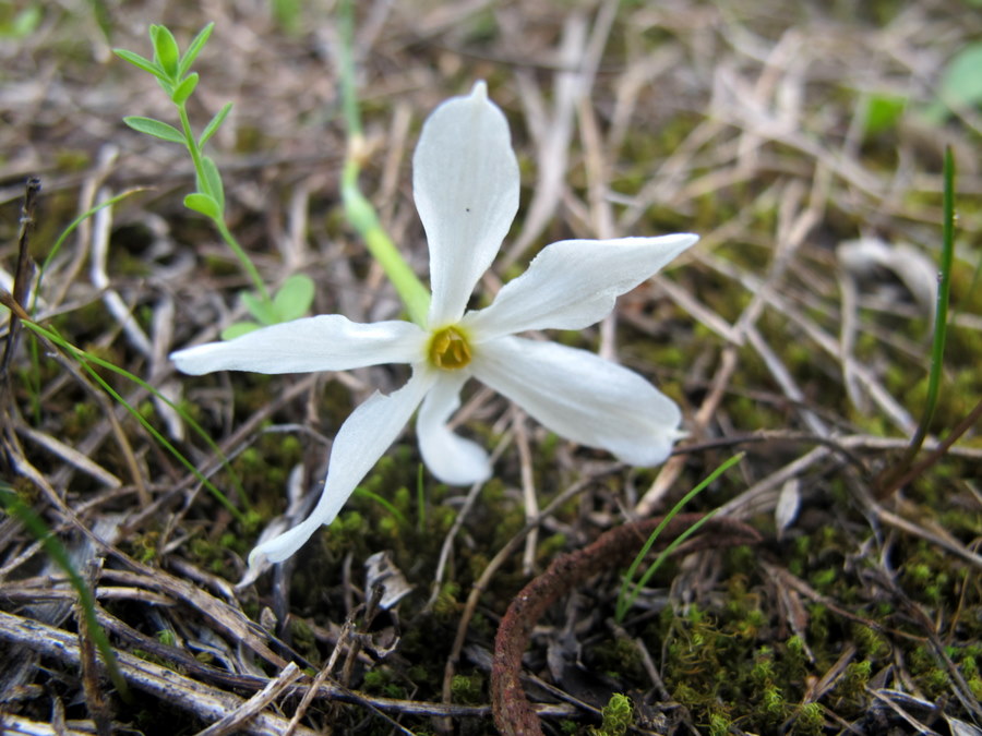 Narcissus_serotinus_L. - Amaryllidaceae - Narciso autunnale.jpg
