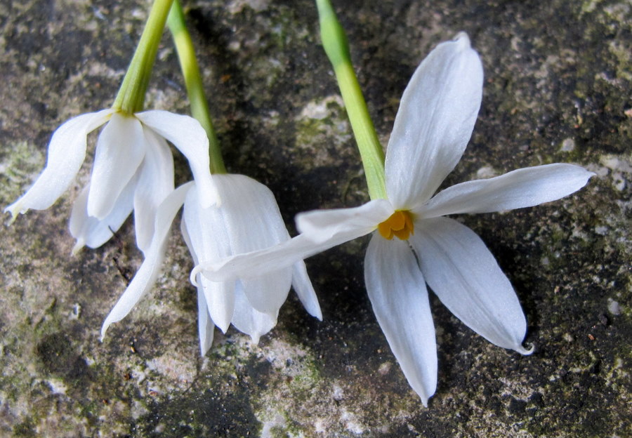 Narcissus_serotinus_L. - Amaryllidaceae - Narciso autunnale (3).jpg