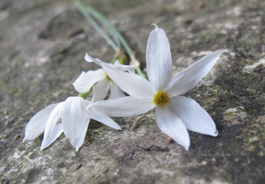 Narcissus_serotinus_L. - Amaryllidaceae - Narciso autunnale (5).jpg