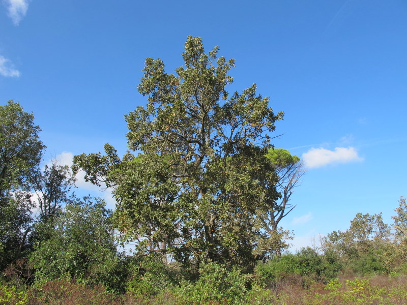 Quercus ithaburensis Decne subsp. macrolepis (Kptschy) Hedge & Yaklt. - Fagaceae - .jpg