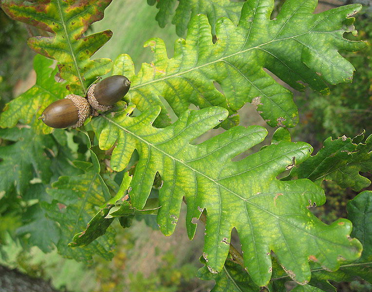 Quercus frainetto (104431)
