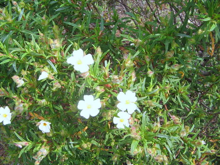 Cistus_ monspeliensis_ L. - Cistaceae -  Cisto di Montpellier  aprile 10 (11).jpg