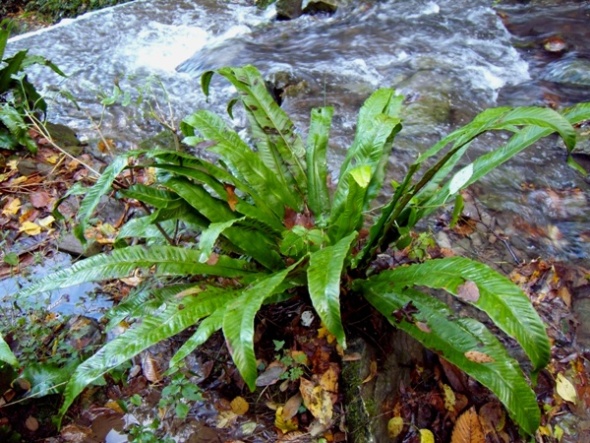 Phyllitis scolopendrium (L.) Newman subsp. scolopendrium 4.jpg