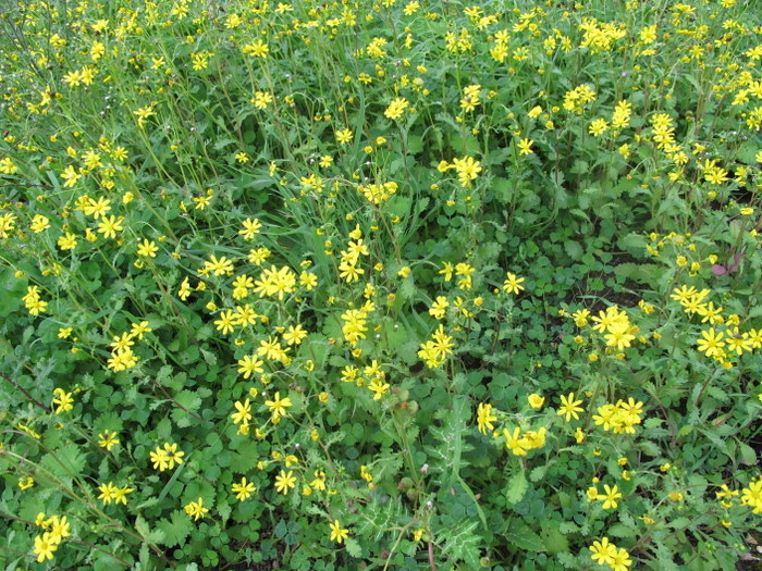 Senecio_ leucanthemifolius_ Poir._ subsp._ leucanthemifolius - Asteraceae - Senecione costiero (12).jpg