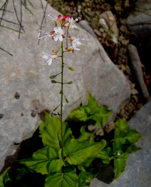 Circaea alpina (106913)