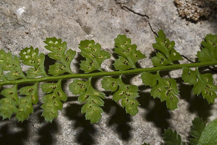 Asplenium fontanum (L.) Bernh. subsp. fontanum.jpg