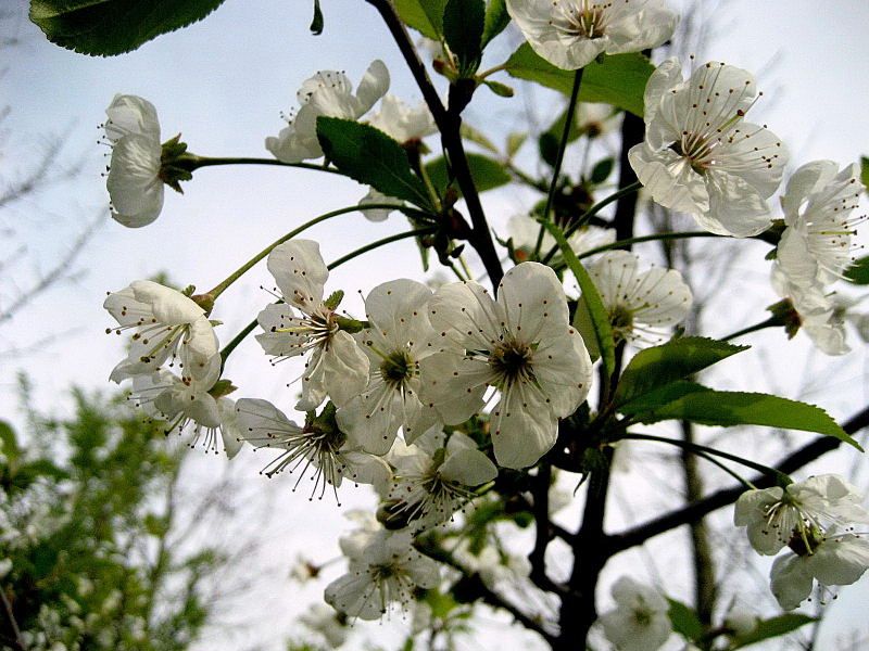 Prunus_cerasus_2.jpg