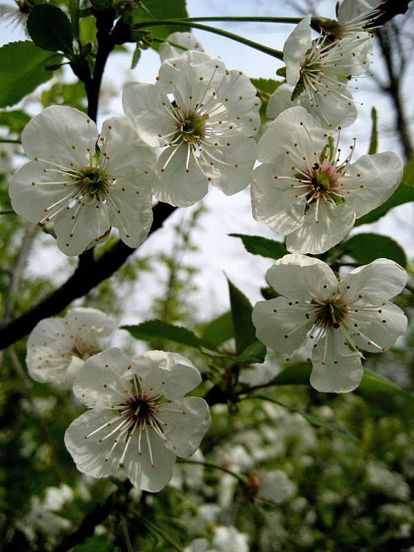 Prunus_cerasus_3.jpg