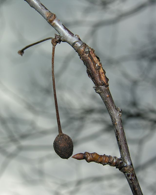 Prunus_cerasus_4.jpg