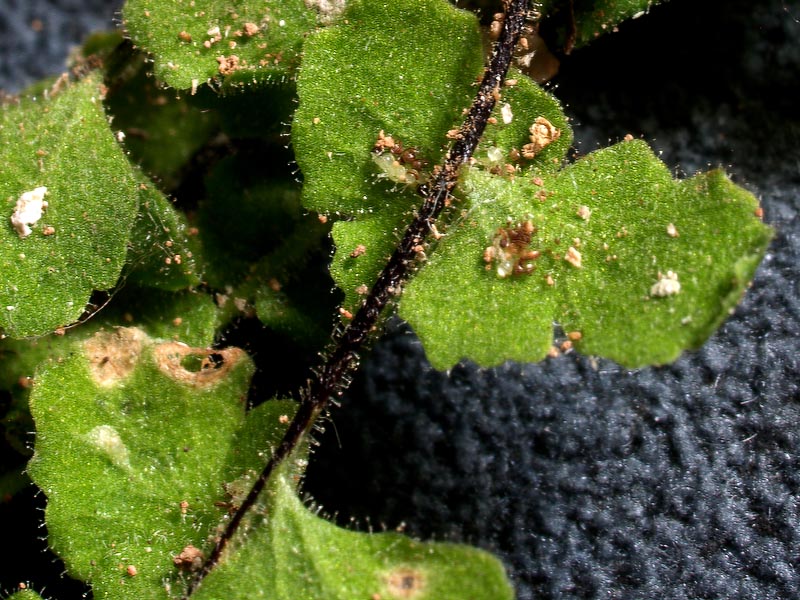 Asplenium petrarchae (Guérin) DC. subsp. petrarchae 4.jpg