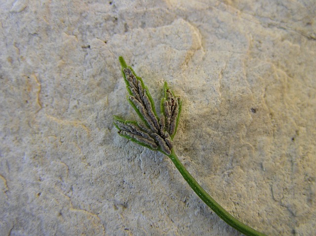 Asplenium seelosii  Leyb. subsp. seelosii  1 (1).jpg