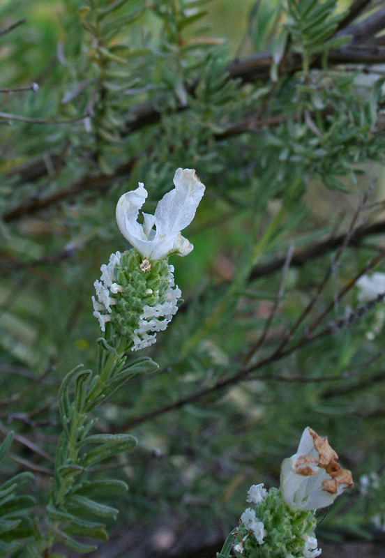 Lavandula stoechas L. subsp. stoechas