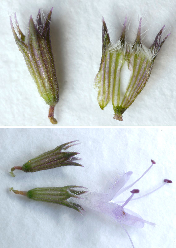 Mentha pulegium ssp. pulegium