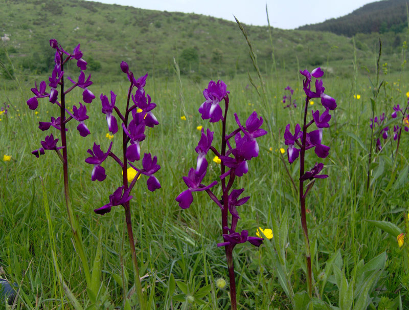 Orchis-laxiflora7AP.jpg