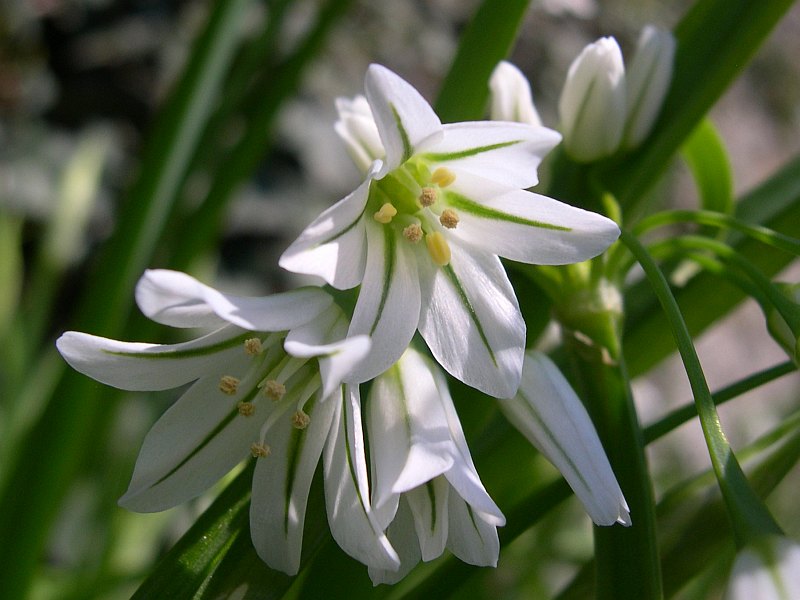 Allium_triquetrum.jpg