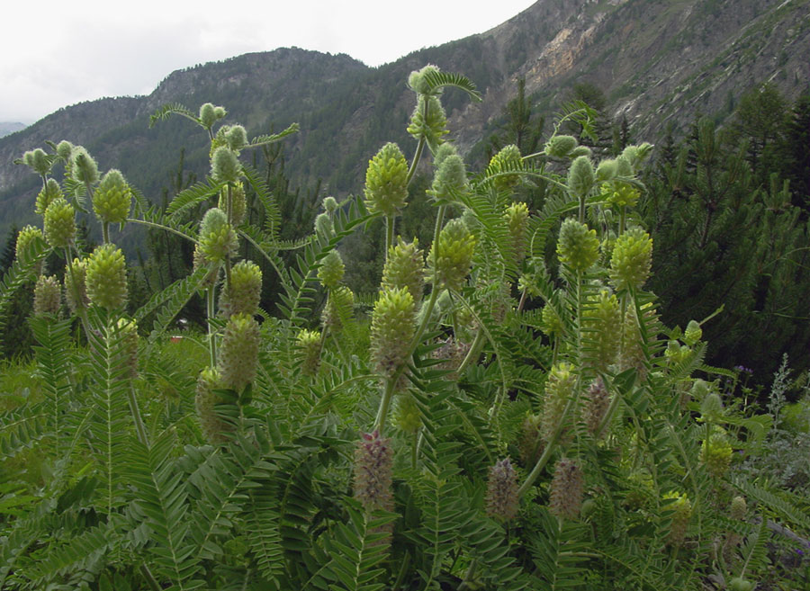Astragalus-alopecurus-1.jpg