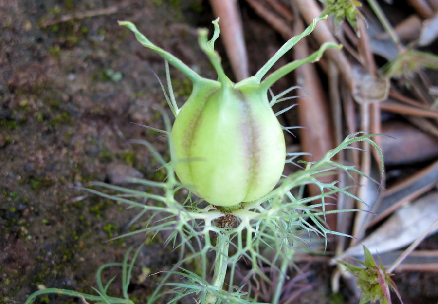 Nigella damascena L.- Ranunculaceae - Fanciullaccia -  mag (6).jpg