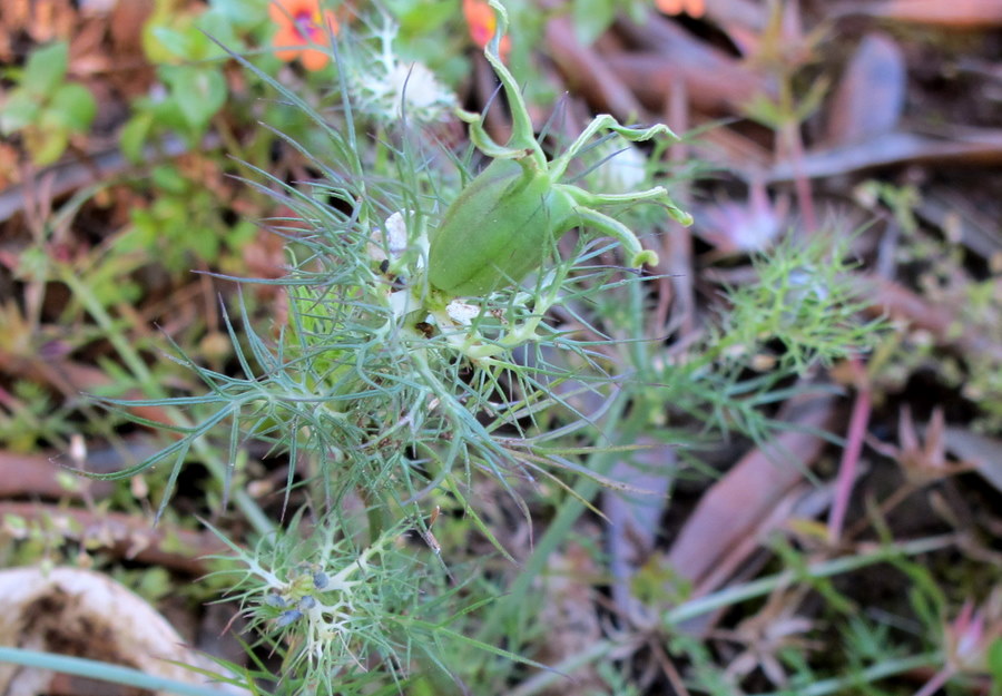 Nigella damascena L.- Ranunculaceae - Fanciullaccia -  mag.jpg