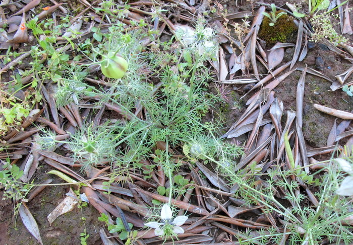 Nigella damascena L.- Ranunculaceae - Fanciullaccia -  mag (3).jpg