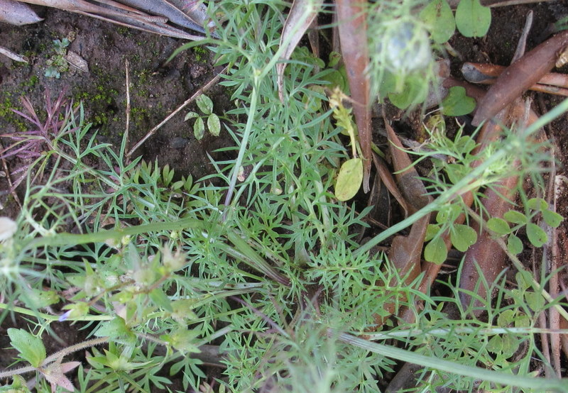 Nigella damascena L.- Ranunculaceae - Fanciullaccia -  mag (4).jpg