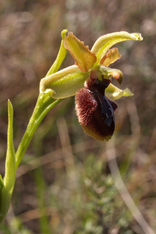 Ophrys sphegodes Mill. subsp. sphegodes  La Mortola (IM) 16-03-08.jpg