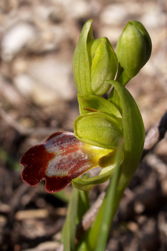 Ophrys  fusca Link subsp. fusca.  La Mortola (IM) 16-03-08.jpg