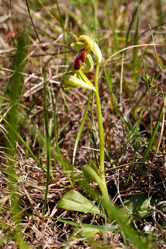 Ophrys fusca Link subsp. fusca. La Mortola (IM) 16-03-08.jpg