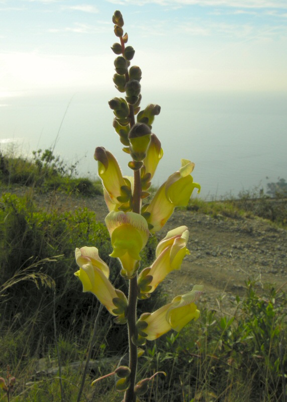 Antirrhinum latifolium - La Mortola 2008 03 16.jpg