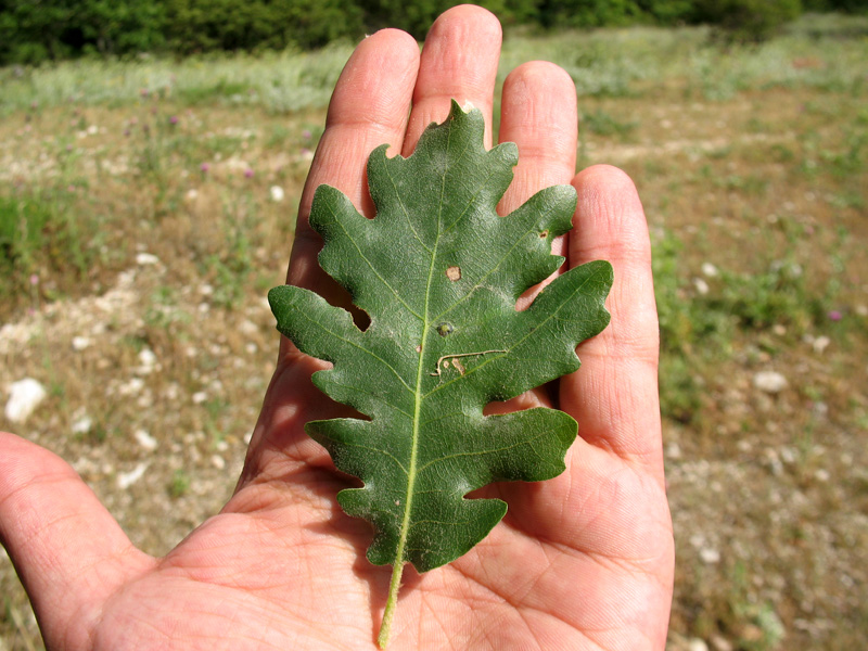 Quercus-4.jpg