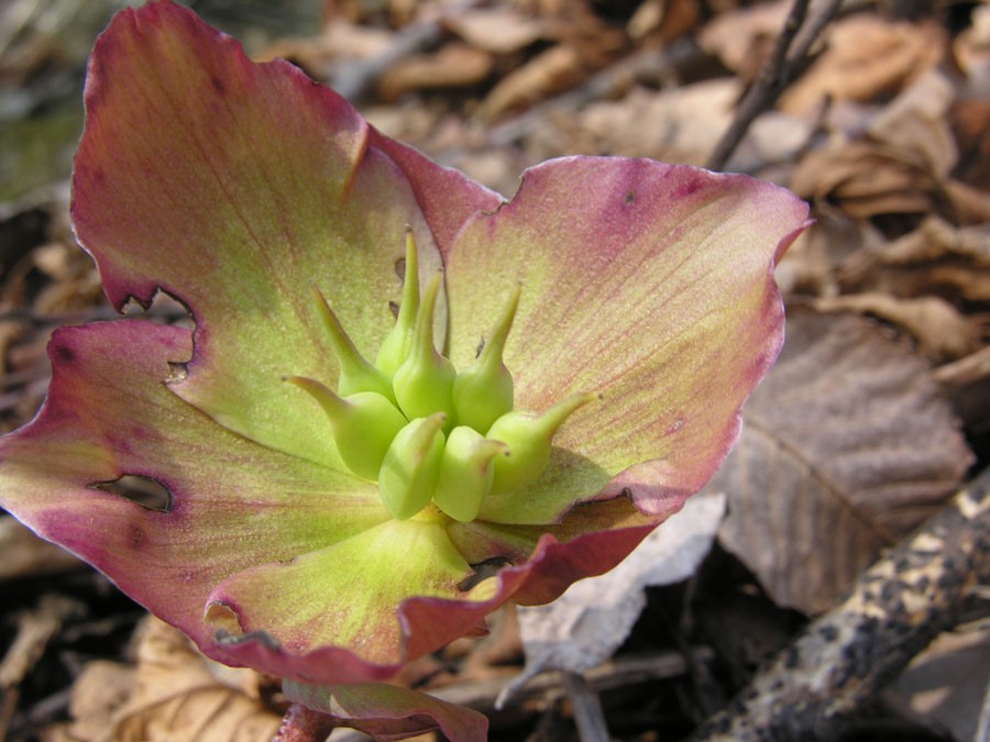 Helleborus-niger-macranthus-2.jpg
