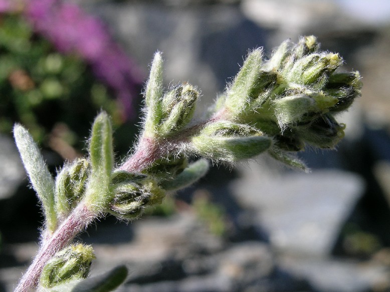Artemisia%20genipi_4.JPG