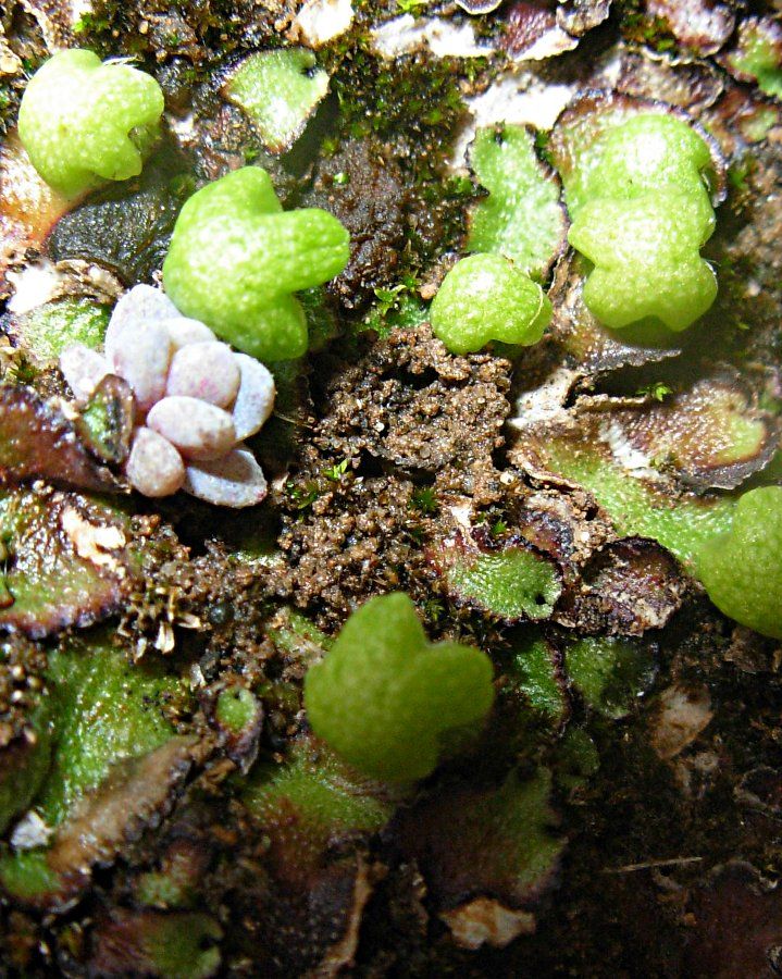 Aytoniaceae: Reboulia hemisphaerica (L.) Raddi (Marchantiophyta)