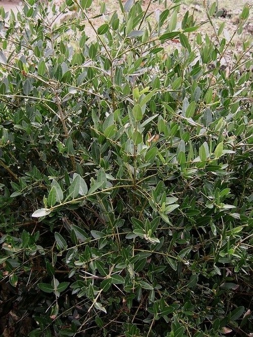 Phillyrea latifolia L.: Ilatro comune