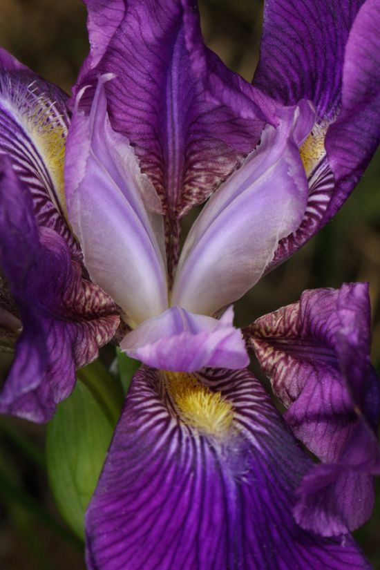 Iris perrieri (115809)