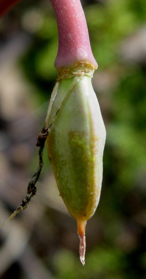 Frutto di Erythronium dens canis L..jpg