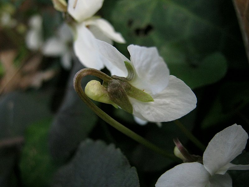 Viola alba subsp. alba {F 1465}