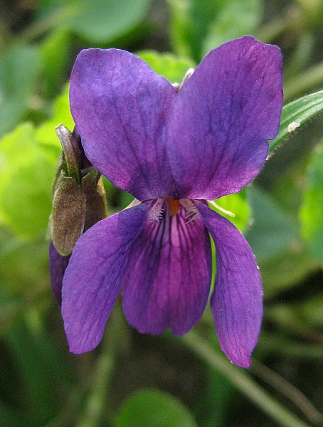 Viola odorata {F 1350}