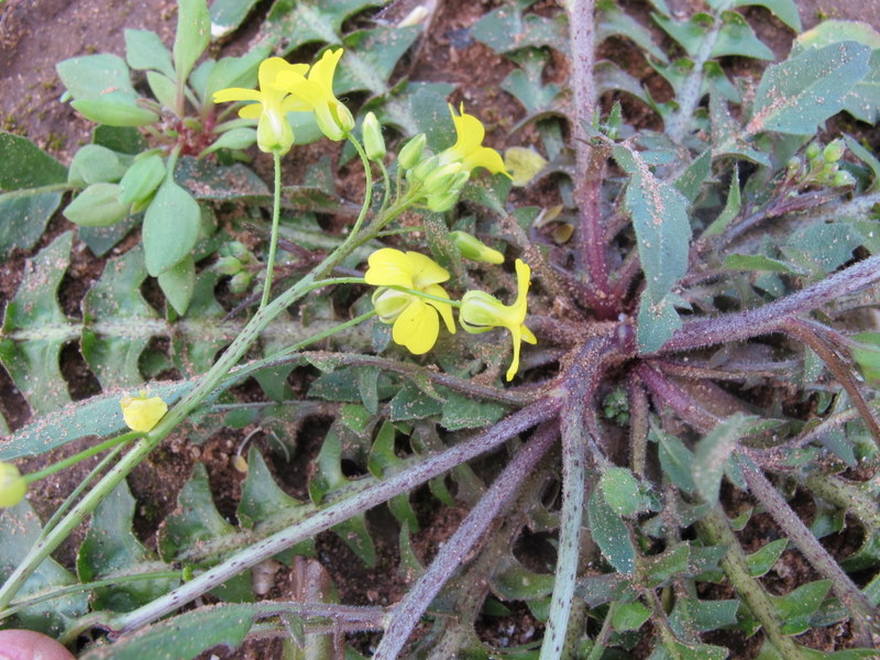 Bunias erucago L. - Brassicaceae - Cascellore comune  21 mar (22).jpg