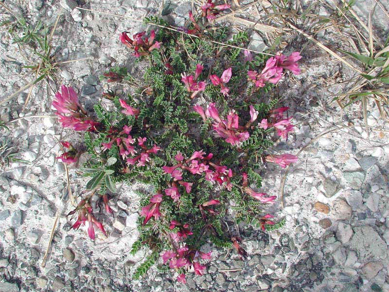 Astragalus-monspessulanusN2.jpg